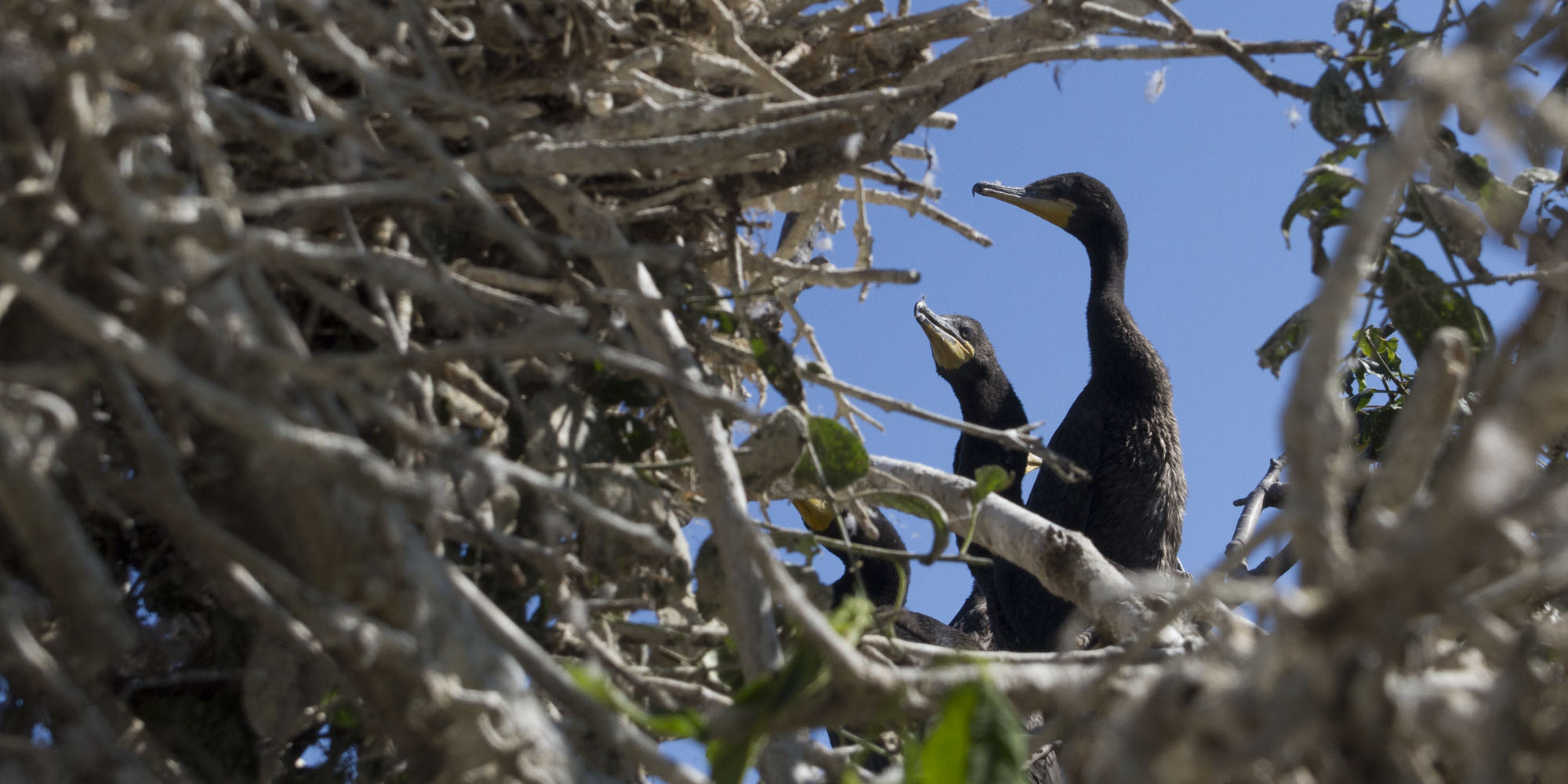 Cormorants at Cootes