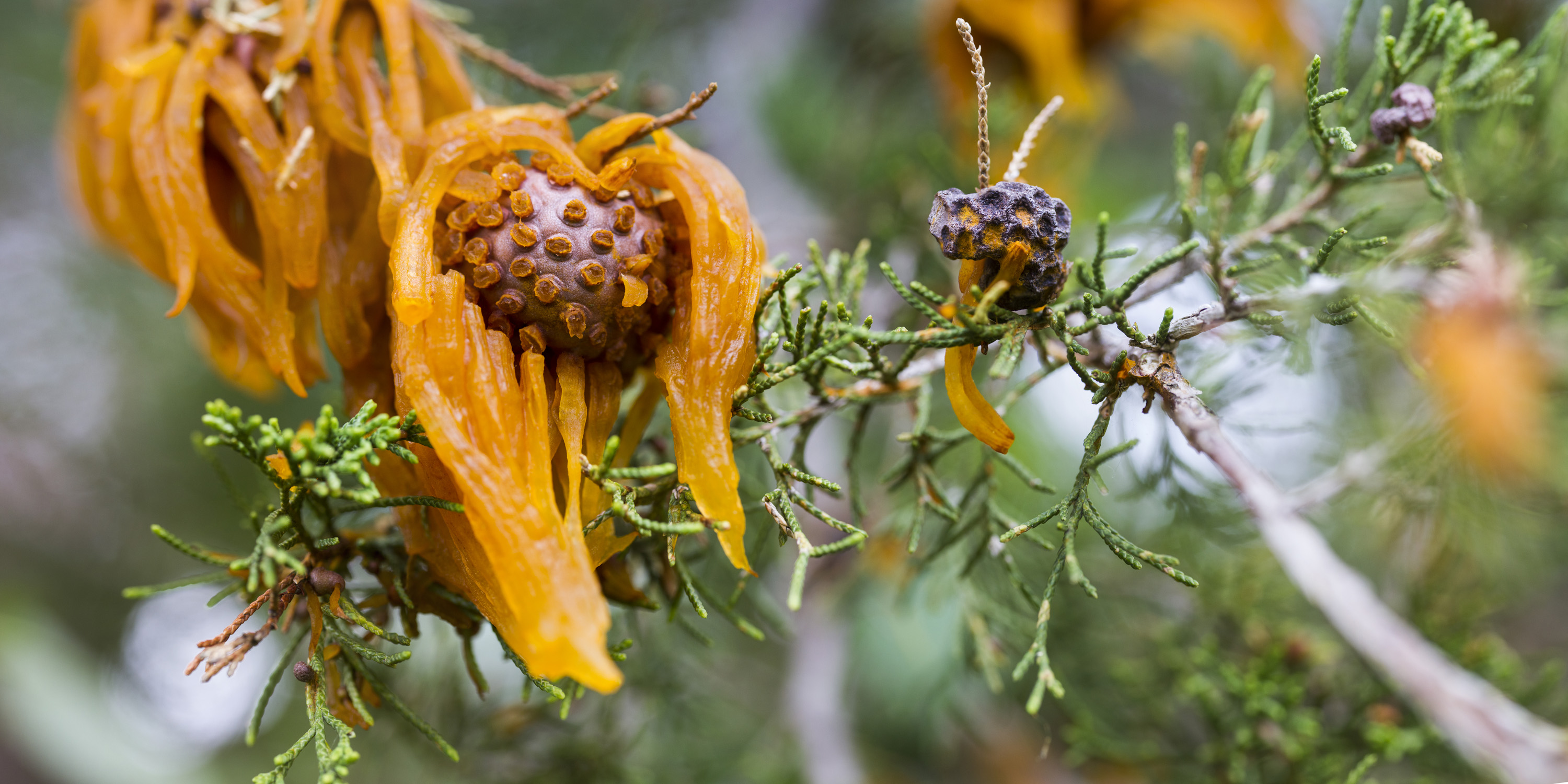 Cedar-Apple Rust