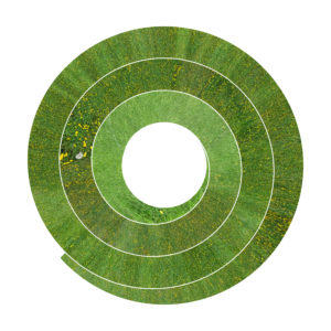 Print on Aluminum Dibond - Dandelions