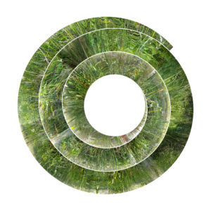 Print on Aluminum Dibond - Nelson’s Horsetail